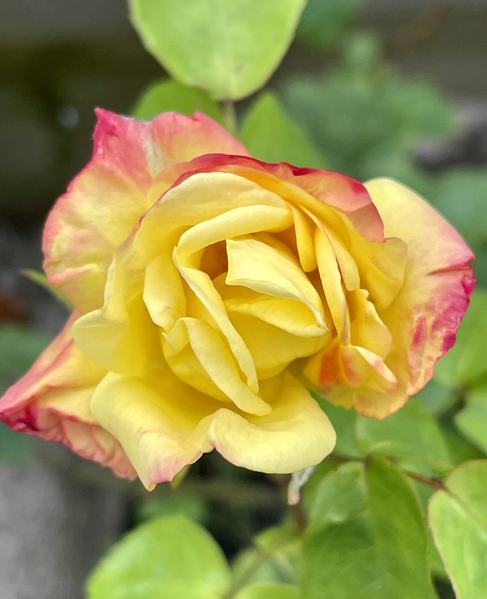 Rosa Joseph’s Coat finally emerging. #flowers #rose #gardening