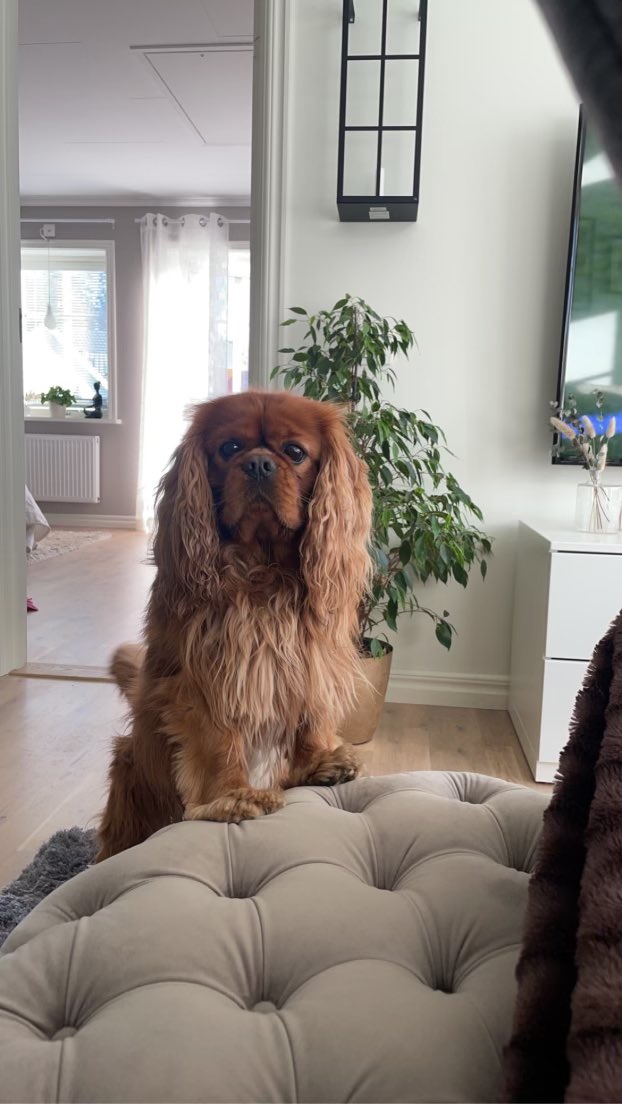 LRanieli's tweet photo. @missfotografica Sigge 5 år har tillgång till bottenvåningen. Ligger mest och sover om han inte spanar ut genom altandörren. https://t.co/K8qLpT8Sa3