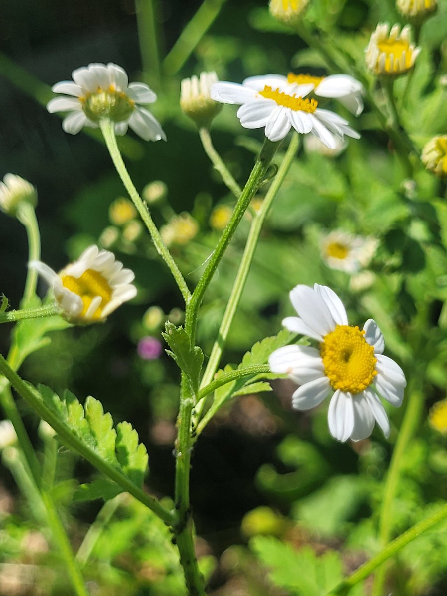 C_Drivex's tweet image. Have a lovely Thursday 🌼🌿 #feverfew  #flowers #mygarden #herbs #GardeningTwitter