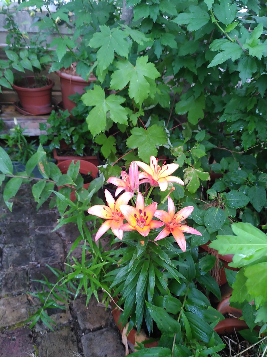 EricBizot's tweet photo. @DurandMontouche Ce jardin que Durant Montouché veut tuer. This garden they want to kill.
#ecologie #ecologies #écologie #écologies #ecolo #ecoresponsable #vivreenvert #zerodechet #sante #santé #planete #altruisme #climat #environnement #SauvonsLaPlanete  #TransitionEcologique https://t.co/AAOnjw3bFg