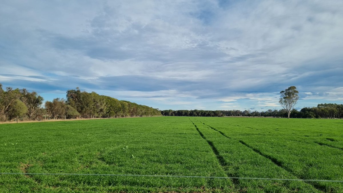 Which will perform better? Multi or single species?
The NEXUS Project at the Gippsland Research Farm is comparing pasture and animal performance (finishing lambs) on single species annual forages and multiple species mixes.  

 <a href="/UniMelb/">University of Melbourne</a>