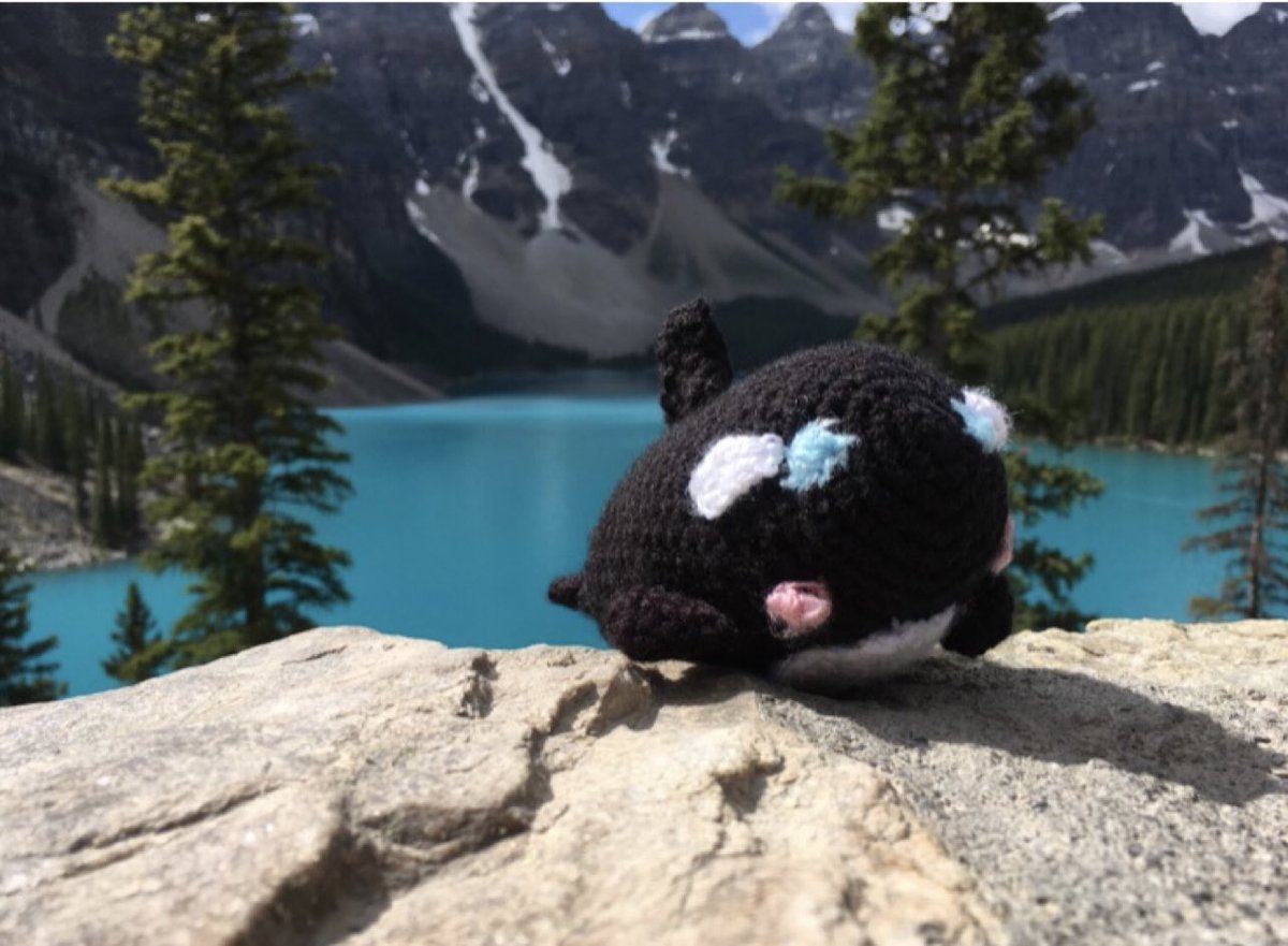 Today is #NaturePhotographyDay so here’s Kimberly the Killer Whale 🐳 taking in a pretty view of #nature on her #adventure to #canada🇨🇦 

 Catch up on past #stories here: outwithanimals.wordpress.com

#charity #children #story #storytime #storytelling #childrensstory #childrenscharity