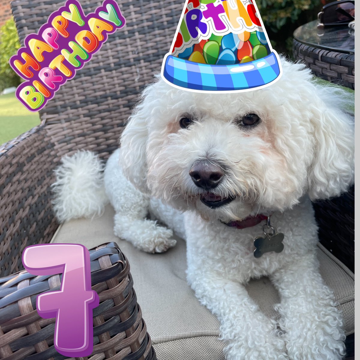 hammonster's tweet image. It’s my 7th birthday today! Hope I’m getting lots of treats! @jenny_bichon @Monty_Bichon @OllyMister191 @OtisBichon @Paw_Palace @ElsaandEva @mimmel99 @WalshKim @Daisy_Tait #bichonbirthday #bichonfrise