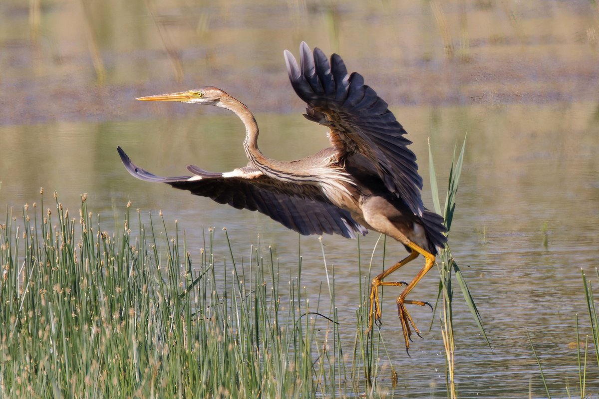 #BBCBreakfast
Purple heron Northamptonshire yesterday.