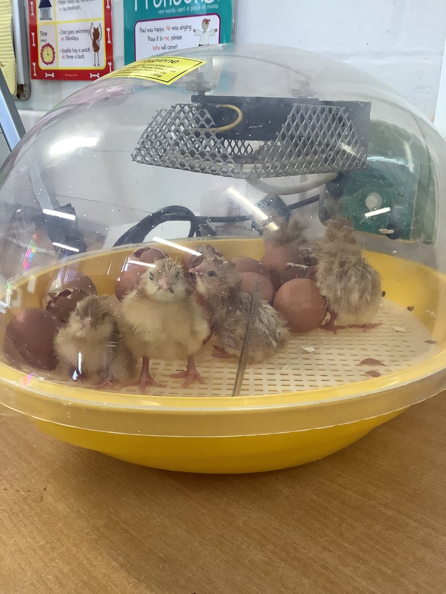 We have some new arrivals waiting for the children to come in to school!