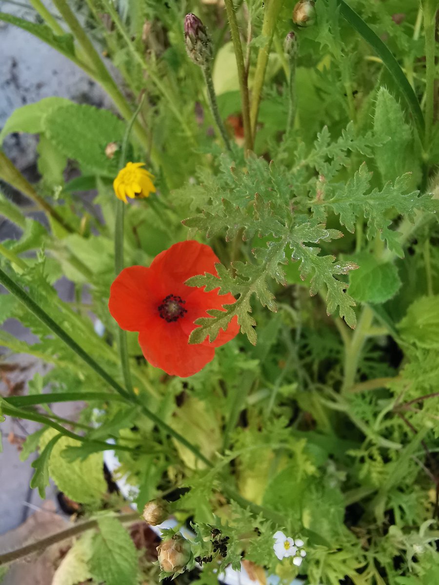 Over the last week I've had an oriental poppy, a field poppy and a long pricklyhead poppy appear in my tiny yard 😍

Also have corn cockle, borage, candy tuft, corn marigold, vetch and wild mustard...

My concrete box is full of pollinators and birds this year ❤️