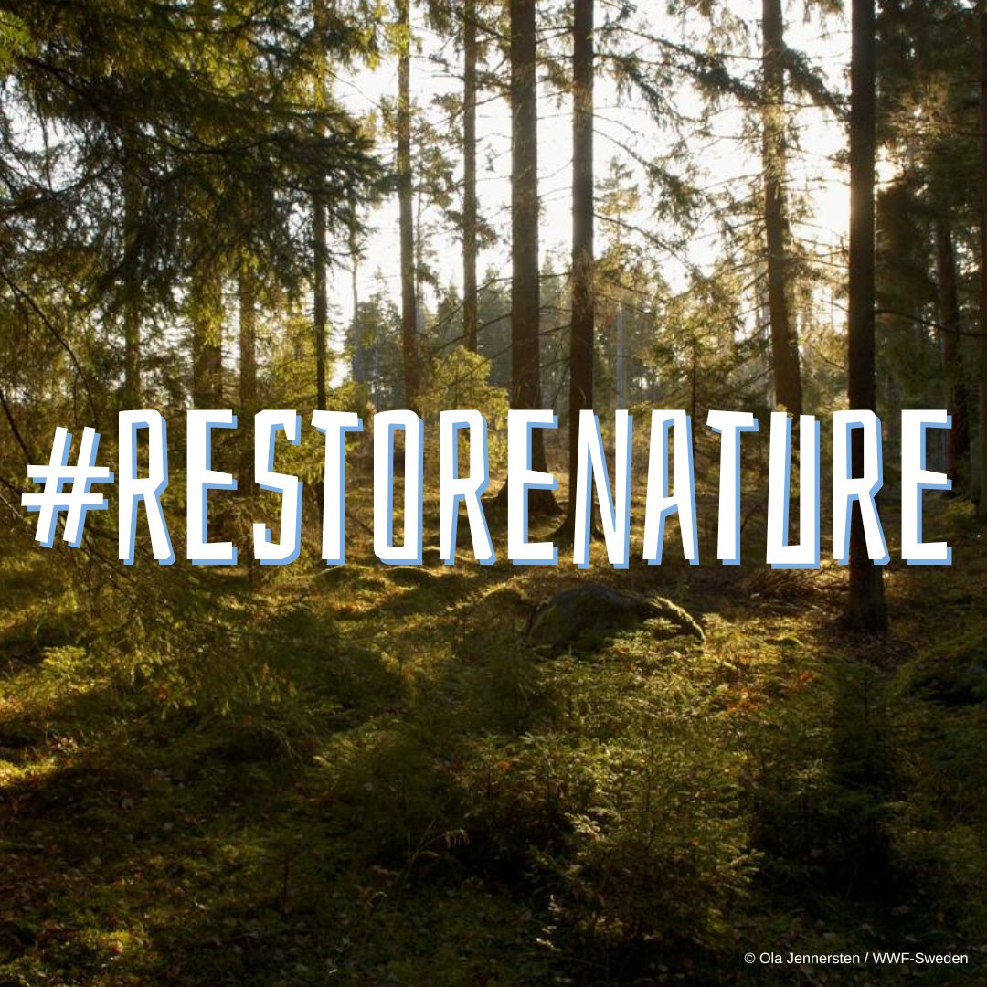 🚨 BREAKING: @EP_Environment narrowly rejects an amendment to kill the EU law to #RestoreNature!

The voting on all amendments is still ongoing.
