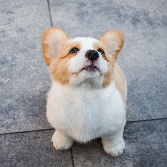 I know I'm just a dog but...
If you feel sad, I'll be your smile. If you cry, I'll be your comfort. And if someone breaks your heart, we can use mine to live. I'll always be by your side.