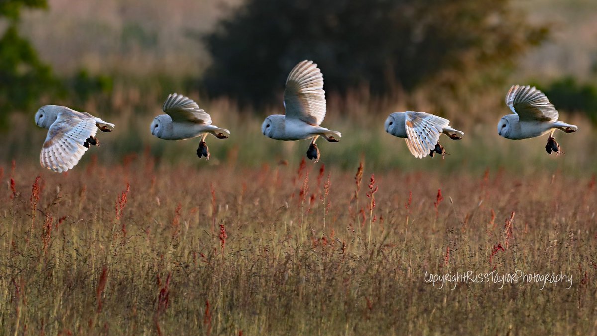 rusky330's tweet photo. @bbcsoutheast montage of wild barn owl taking food back to natural nest, taken last week. Medway, just outside Rainham. https://t.co/wMb2nu2C11