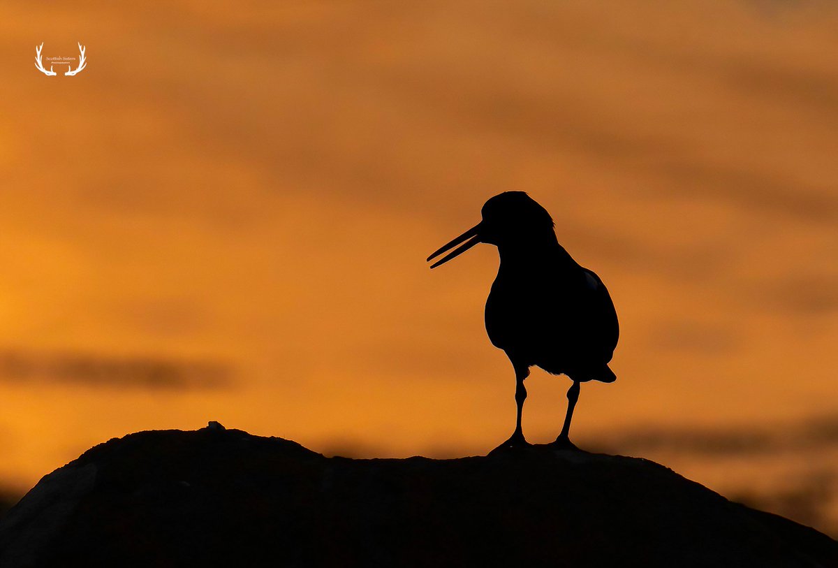 The soundtrack to my holiday. Noisy and full of attitude. The oystercatcher at sunset on Mull. #BirdTwitter #birdwatching #NaturePhotography #TwitterNatureCommunity @RSPBScotland @CanonUKandIE #BBCWildlifePOTD #wildlifephotography