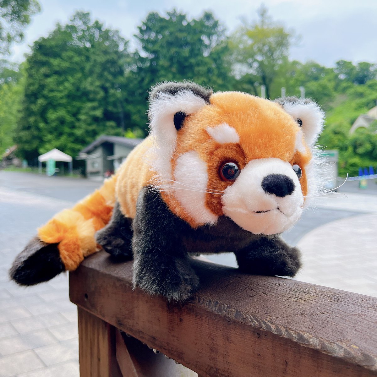 どこからみても魅力的！ レッサーパンダのぬいぐるみ(￥3520)発売中