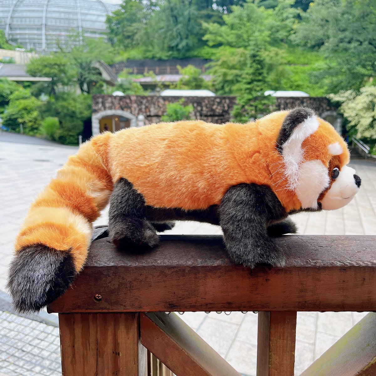 どこからみても魅力的！ レッサーパンダのぬいぐるみ(￥3520)発売中