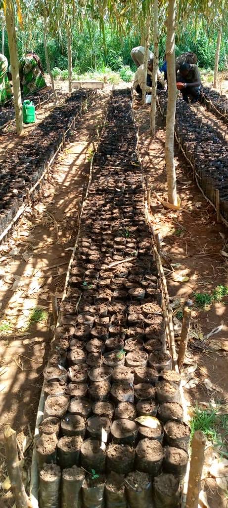 cwenderie's tweet photo. Pépinière de semences améliorées de maracuja https://t.co/S79om47wWC