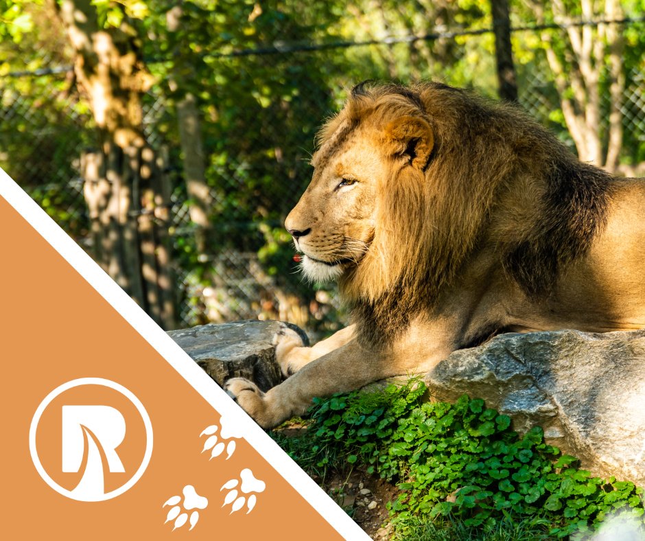 Railsport's tweet photo. Wereldreis in één dag bij WILDLANDS Adventure Zoo. Reis samen met Railsport door de jungle, het poolgebied én de savanne! 🦁🦒

Meld je nu aan via: https://t.co/NEiD0KRfvQ https://t.co/ohC0Seccn7