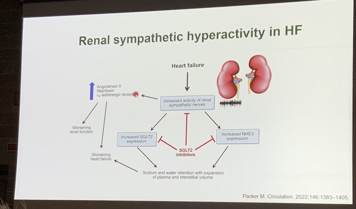 ERA23 pre-course
SGLT2i and cardiorenal effects
Neurohormonal activation and SGLT2i

#ERA23 @ERAkidney @SOMANEorg  @SENefrologia