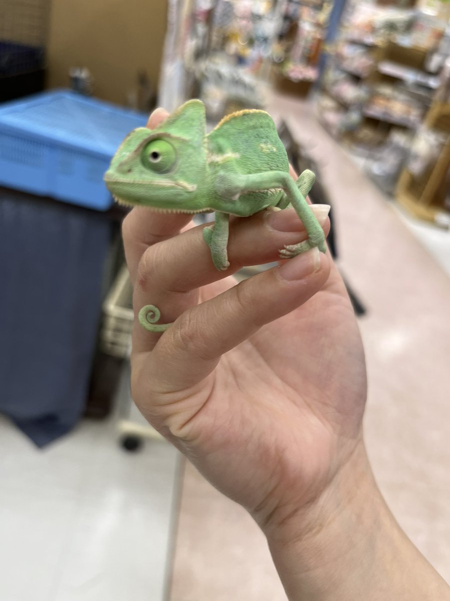 amigo5140_SA's tweet photo. 大人気⭐️

エボシカメレオンペアで入荷しまし��🦎

明日販売開始です🦎

 #アミーゴ周南店 #ペットワールドアミーゴ #小動物 #爬虫類 #カメレオン #エボシカメレオン https://t.co/AF6atg2XJz