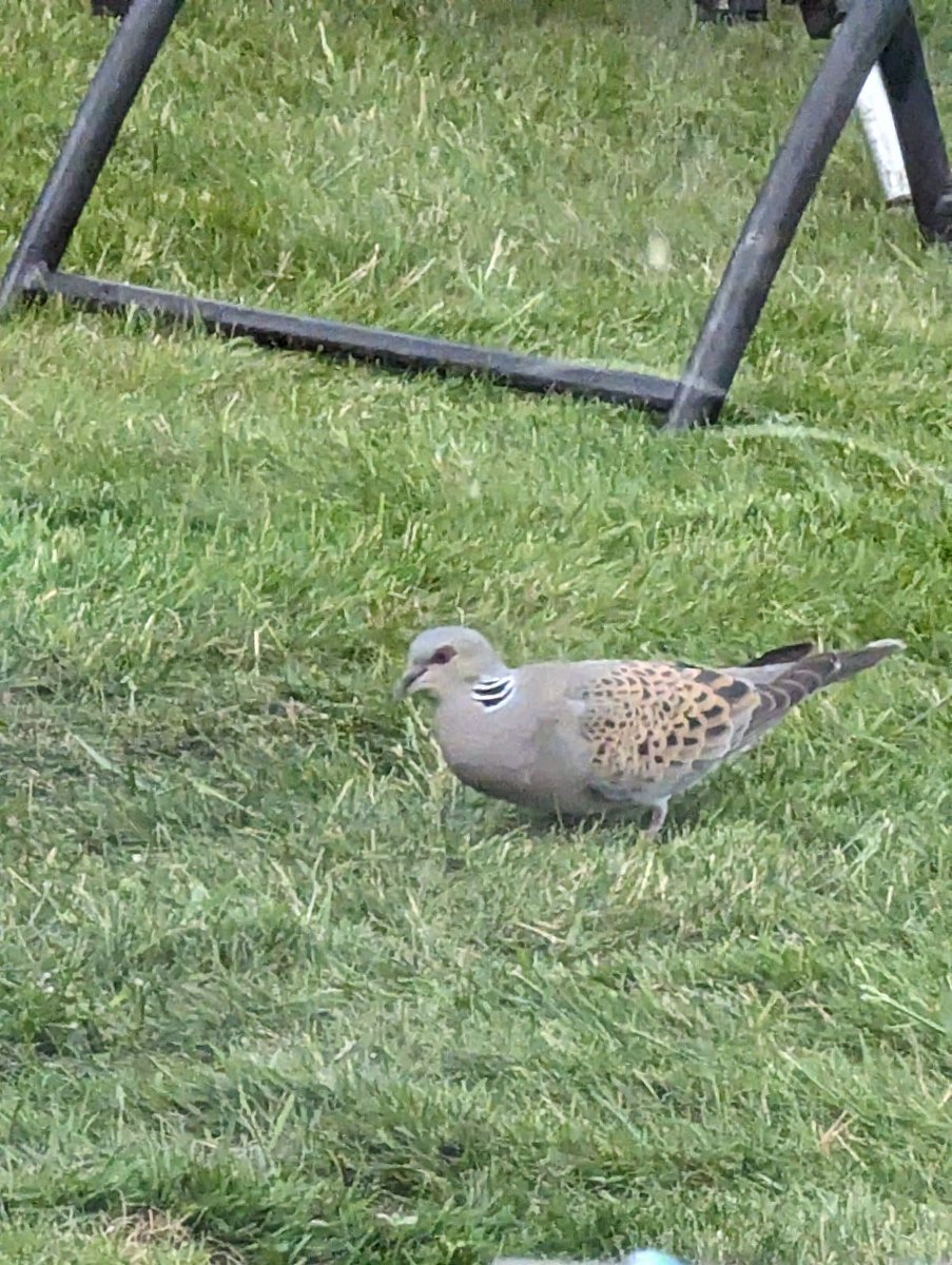 @BBC_HaveYourSay  A Turtle Dove that visits my garden everyday Nr Spalding Lincolnshire
