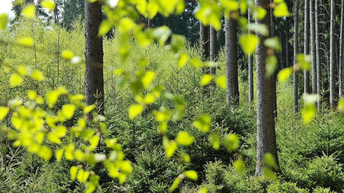 cacarboninfo's tweet photo. Decoding Carbon Removals: A Journey to a Sustainable Future 🌿🚀
Read our article to learn more! https://t.co/kbl66sFoaP https://t.co/roxEOycXUN