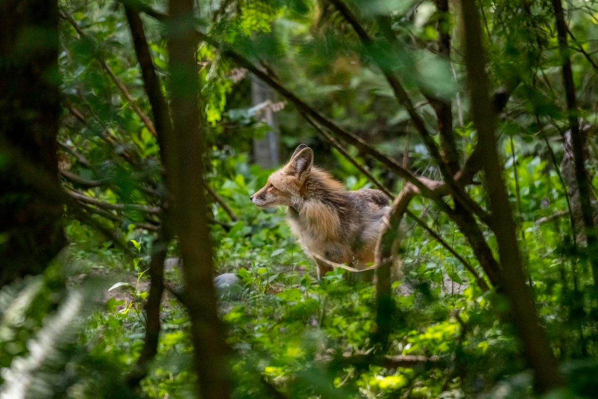 BigPlanetGuide's tweet photo. As summer approaches, foxes undergo a fascinating seasonal transformation by shedding their winter fur.

📷 : Northwest Trek Wildlife Park

#fox #animals #wildlife https://t.co/SvoROe0BBD