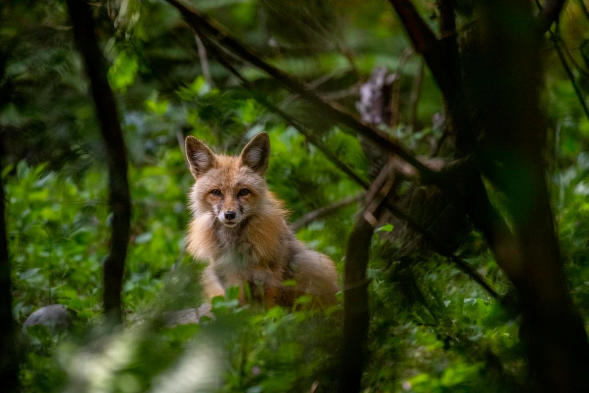 BigPlanetGuide's tweet photo. As summer approaches, foxes undergo a fascinating seasonal transformation by shedding their winter fur.

📷 : Northwest Trek Wildlife Park

#fox #animals #wildlife https://t.co/SvoROe0BBD