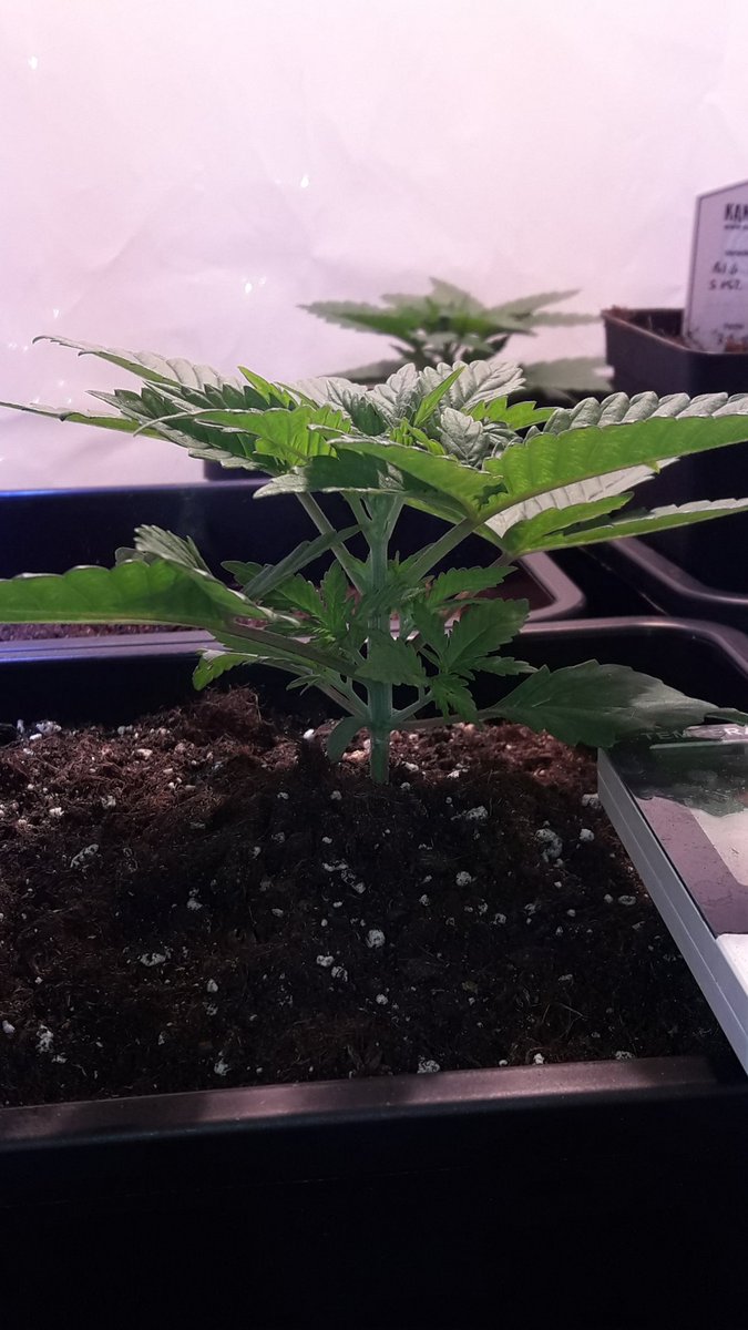 AdrycManellson's tweet photo. Weed Tarde ya Verde Mundo, con un #TimeLap de #BigBand @Kannabia_Samen bajo #PureLedQ240Wts #PureTent #RefBlanca @ThePureFactory_ #Sust #BatMix @PlagronAruba powered by @DPlantasur os Saludamos y pedimos disculpas por nuestra ausencia de estos días.
Abrazos y Besos de Hada..🧚♂️😎 https://t.co/PVSmpo0nrQ