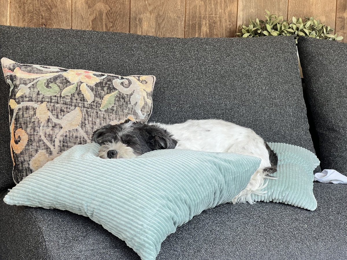 Dutchcat17's tweet image. The human thinks I look super comfy and is a bit jealous! I’m just chilling and enjoying the shade, it’s a dogs life! 😎 ☀️☀️🐾🐾