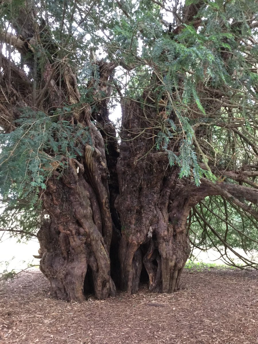 TiCLme's tweet image. It’s my favourite (now saddest) #treestory

The #GreatTree  in Runnymede, regarded traditionally as the location of the sealing of Magna Carta, was quietly written out of history @MagnaCarta800th because parking was better at another site.