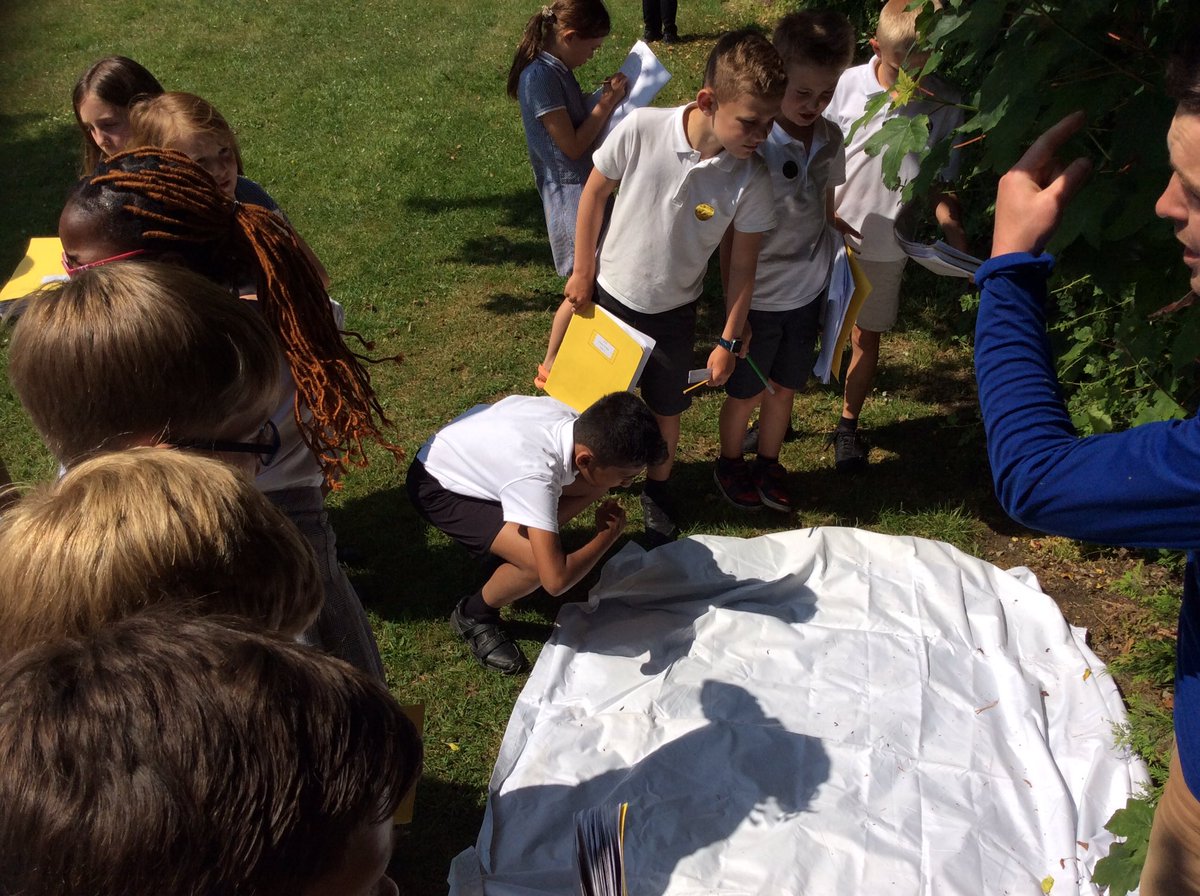 Y4Bradway's tweet photo. Habitat Hunt! We have been exploring our wonderful school site for microhabitats. It was amazing seeing what creatures and other organisms were in the trees and bushes thanks to a technique @EarthEngaged showed  us! @BradwayScience #primaryscience https://t.co/Hgx0gGpy7V