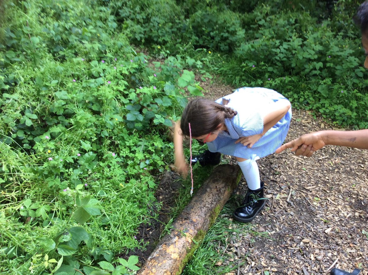 Year 4 Bradway (@y4bradway) on Twitter photo Habitat Hunt! We have been exploring our wonderful school site for microhabitats. It was amazing seeing what creatures and other organisms were in the trees and bushes thanks to a technique <a href="/EarthEngaged/">Earth Engaged Learning</a> showed us! <a href="/BradwayScience/">Science at Bradway</a> #primaryscience Habitat Hunt! We have been exploring our wonderful school site for microhabitats. It was amazing seeing what creatures and other organisms were in the trees and bushes thanks to a technique <a href="/EarthEngaged/">Earth Engaged Learning</a> showed us! <a href="/BradwayScience/">Science at Bradway</a> #primaryscience