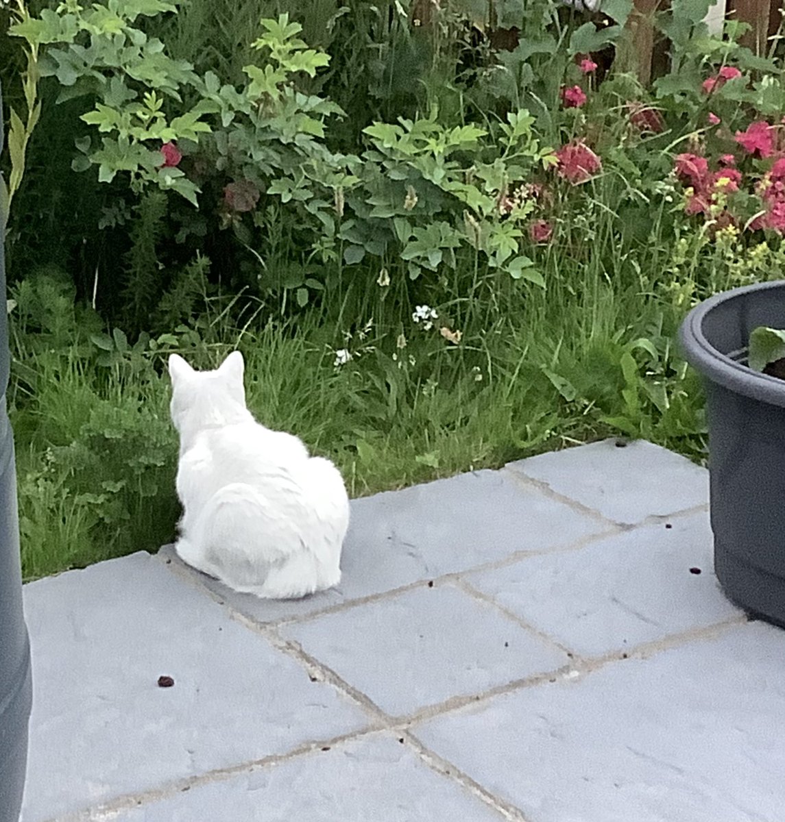 This is a cat waiting to pounce! I was ‘given’ a tiny field mouse which I rescued from the jaws of death. I was cleaning its wound when it leapt down the front of my pyjamas! It snuggled into my shoulder and sat there for ages. It is now safe away from cat eyes.