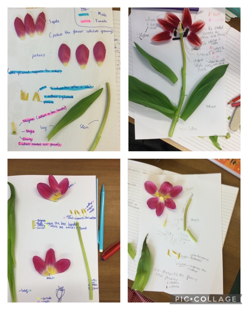 StrettonStMatts's tweet photo. Y5 have been deconstructing flowering plants to help us learn about their different reproductive parts. We have been learning about which parts are male and which are female and how they combine to create seeds. #ssm #ssmscience https://t.co/eZxaTn0vPF