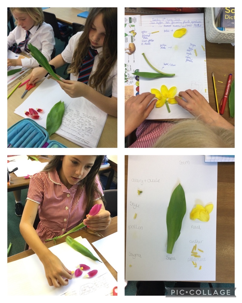 StrettonStMatts's tweet photo. Y5 have been deconstructing flowering plants to help us learn about their different reproductive parts. We have been learning about which parts are male and which are female and how they combine to create seeds. #ssm #ssmscience https://t.co/eZxaTn0vPF