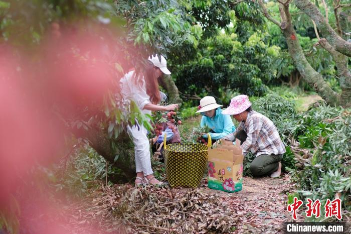 DiarioPovo's tweet photo. O condado de Xintang, em #Guangxi, sul da China, iniciou o período de colheita de #lichia. https://t.co/irnulkUjWx