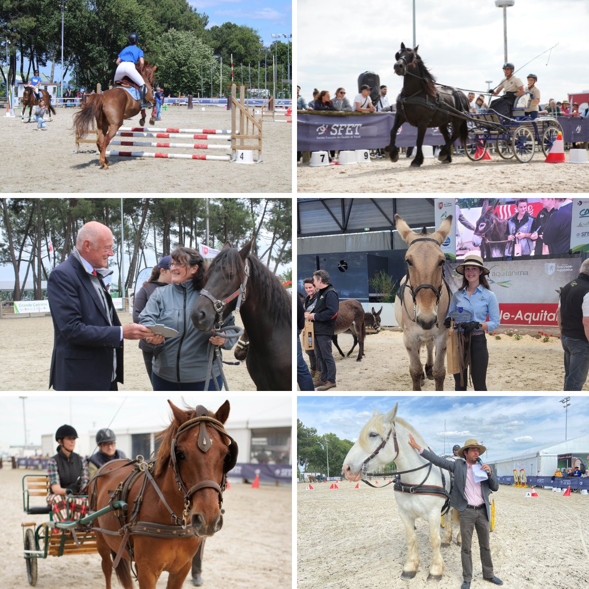 ✨ Retour sur les temps forts d'<a href="/Equitaine/">Equitaine</a> ✨
🏐 Matchs de Horse Ball
🐴 Baptêmes attelage
🏇 Démonstrations de voltige
🏆 Challenge Equitrait Jeune
🐎 Présentation de race
⭐ Spectacle Equitaine « Les Etoiles Montantes »
#SANA2023 #aimetonagri #ParlonsagricultureNA #aquitanima