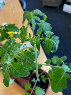 Soundwell_Acad's tweet photo. 🍅 Tomato Plants 🍅 

3NA have a beautiful tomato plant ready to be planted in soil! 

#tomatoplant #soil #plant #soundwellacademy https://t.co/dy8cDvRpFn