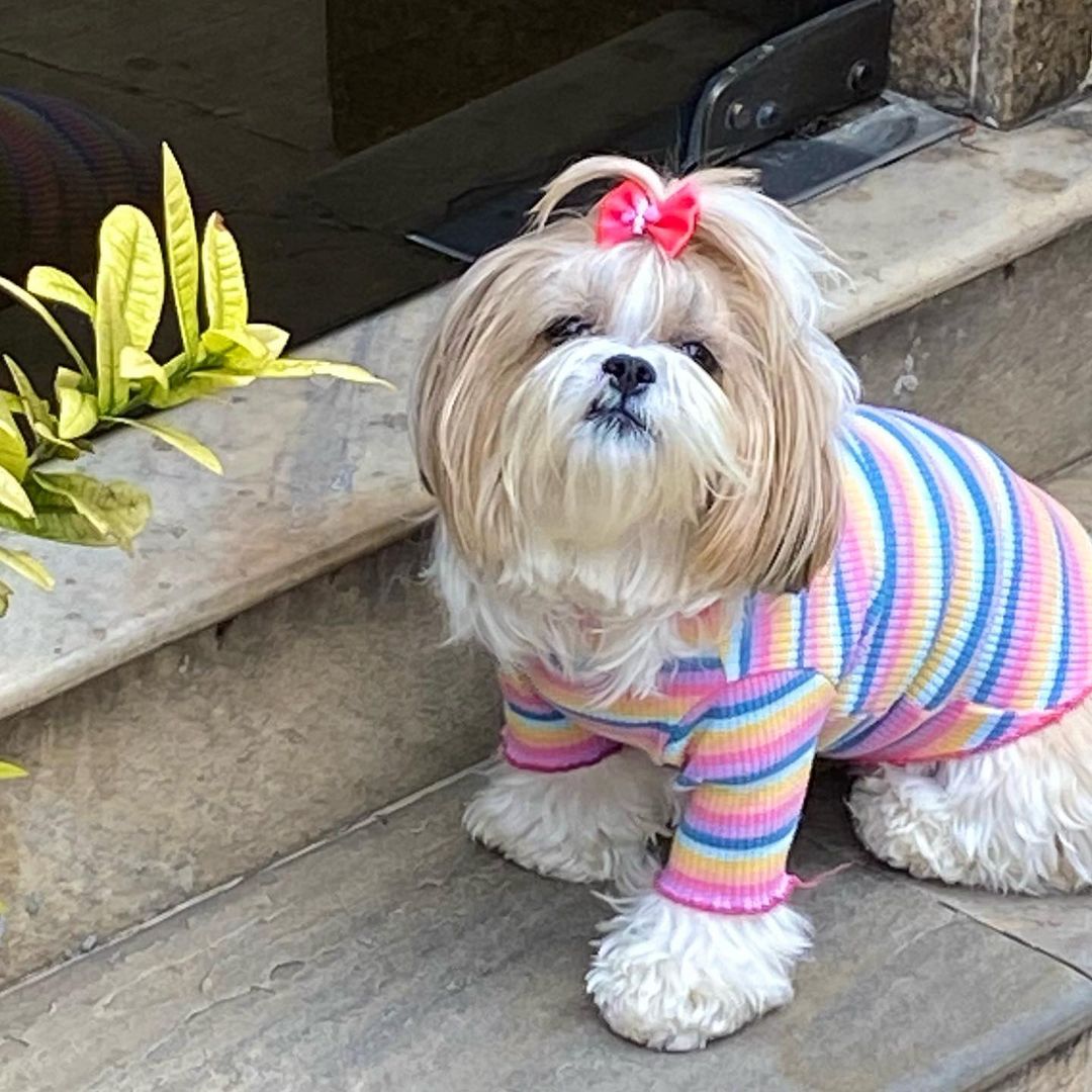 Shih tzu (@Shihtzu0ig) / Posts / X