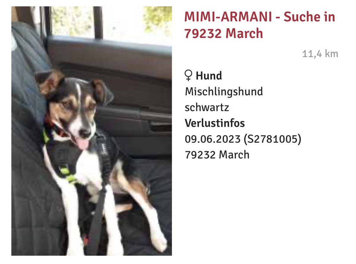 der kleine kerl läuft aktuell in schallstadt rum! sichtung hab ich schon bei tasso gemeldet… vielleicht kennt ja jemand das zuhause? 
#march #hund #hundvermisst
für rückfragen gerne: 01577 1860 219
