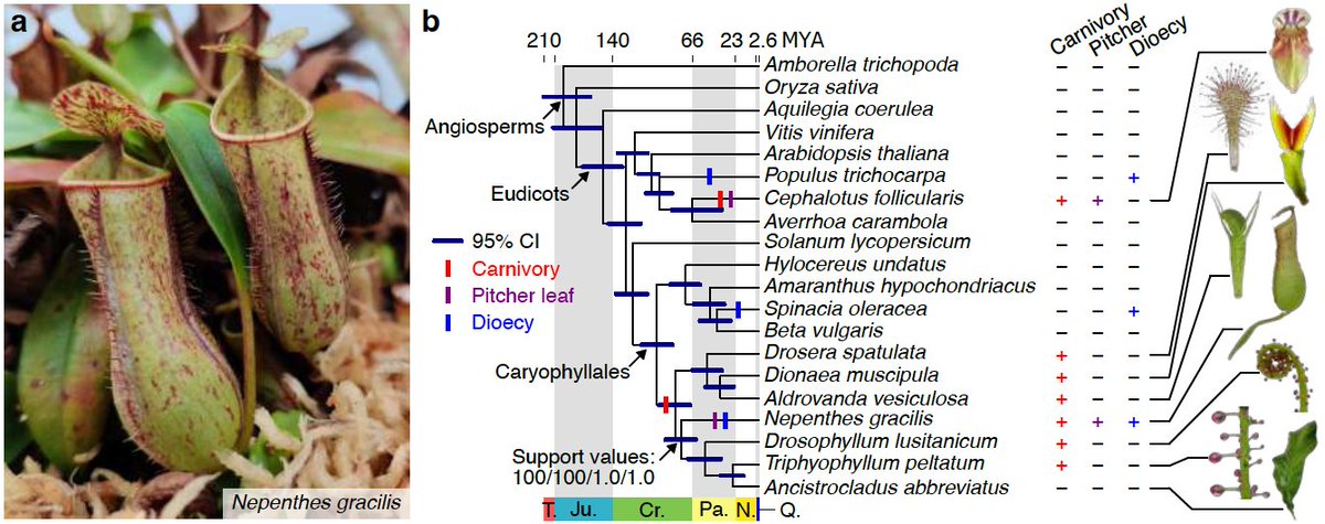 kfuku0502's tweet photo. Our preprint on the Nepenthes genome has been posted on bioRxiv! We've been exploring how the decaploid (!) genome structure links to the evolution of novel traits in this carnivorous pitcher plant with dioecy. (1/8)
https://t.co/yjay3D9ZZC https://t.co/FsQiK64D9v