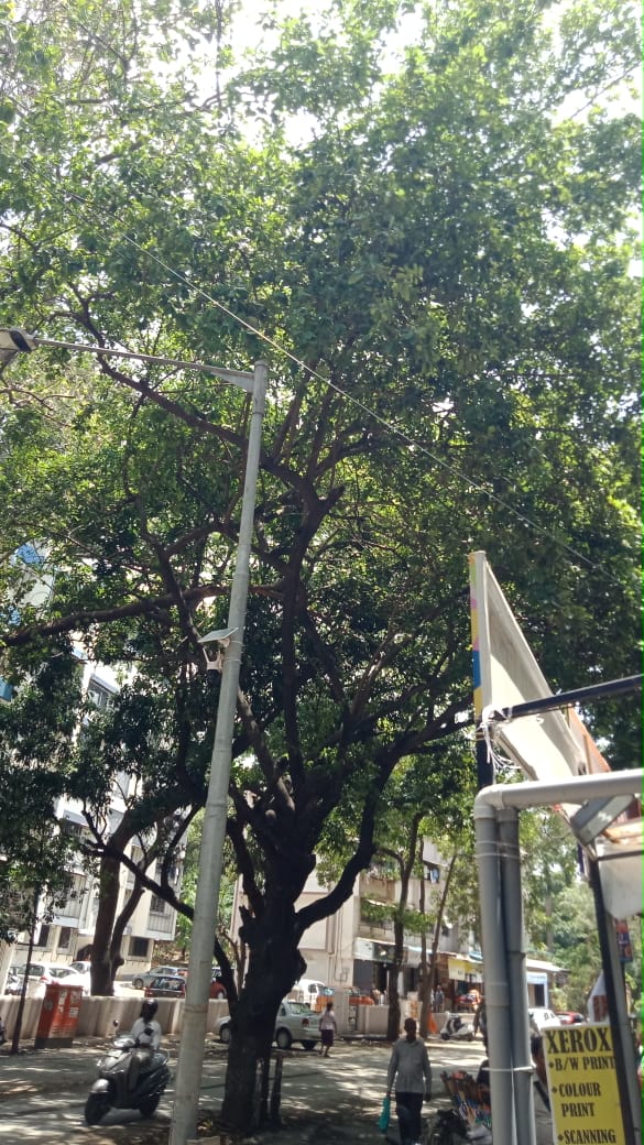 Location : Aurobindo Ghosh Marg, Near Mary School, Borivali (W) <a href="/mybmcWardRN/">Ward RN BMC</a> @mybmcGardens has put up a notice to chop off 5 trees of at least 40 years old. We humbly request to reconsider the matter &amp; have a discussion with local residents before cutting them <a href="/sheetalmhatre1/">sheetal mhatre</a>