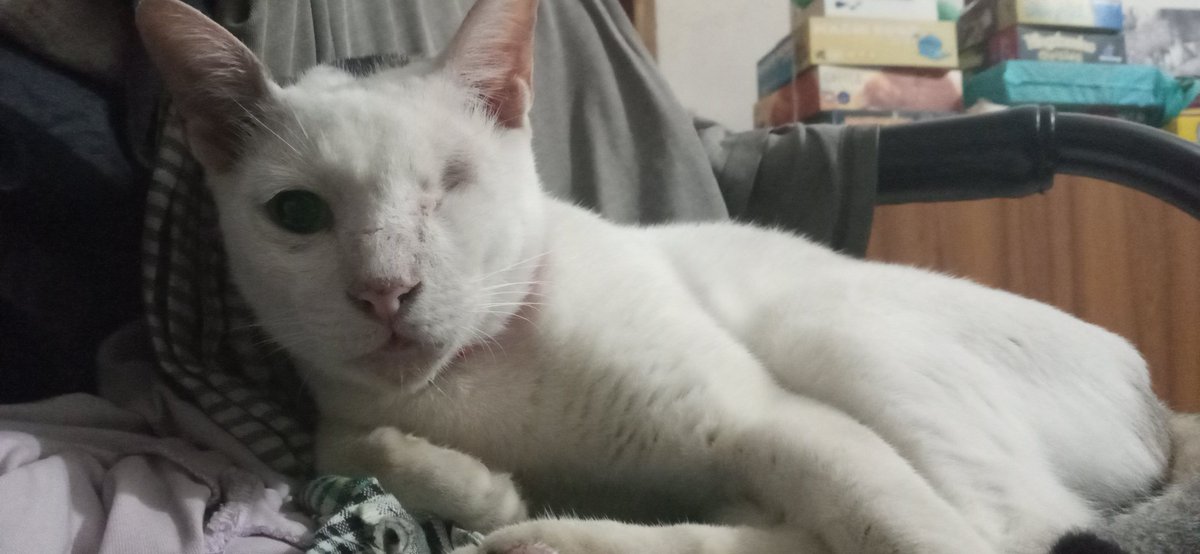 firedonttalk's tweet photo. Good morning 🌄

#Caturday #catloversclub #catlovers #kittycat #furbaby🐾 https://t.co/eJdU9uVXjm