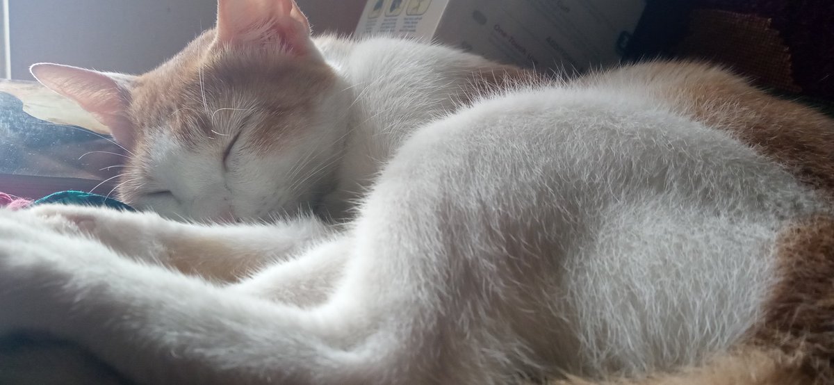 Good morning 🌄

#Caturday #catloversclub #catlovers #kittycat #furbaby🐾