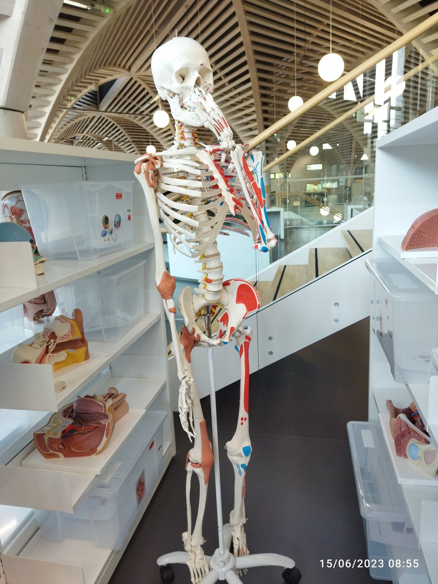 MVandoosler's tweet photo. A la bibliothèque Madeleine Bres les modèles anatomiques c'est finger in the nose. https://t.co/MsKMrt3mp4