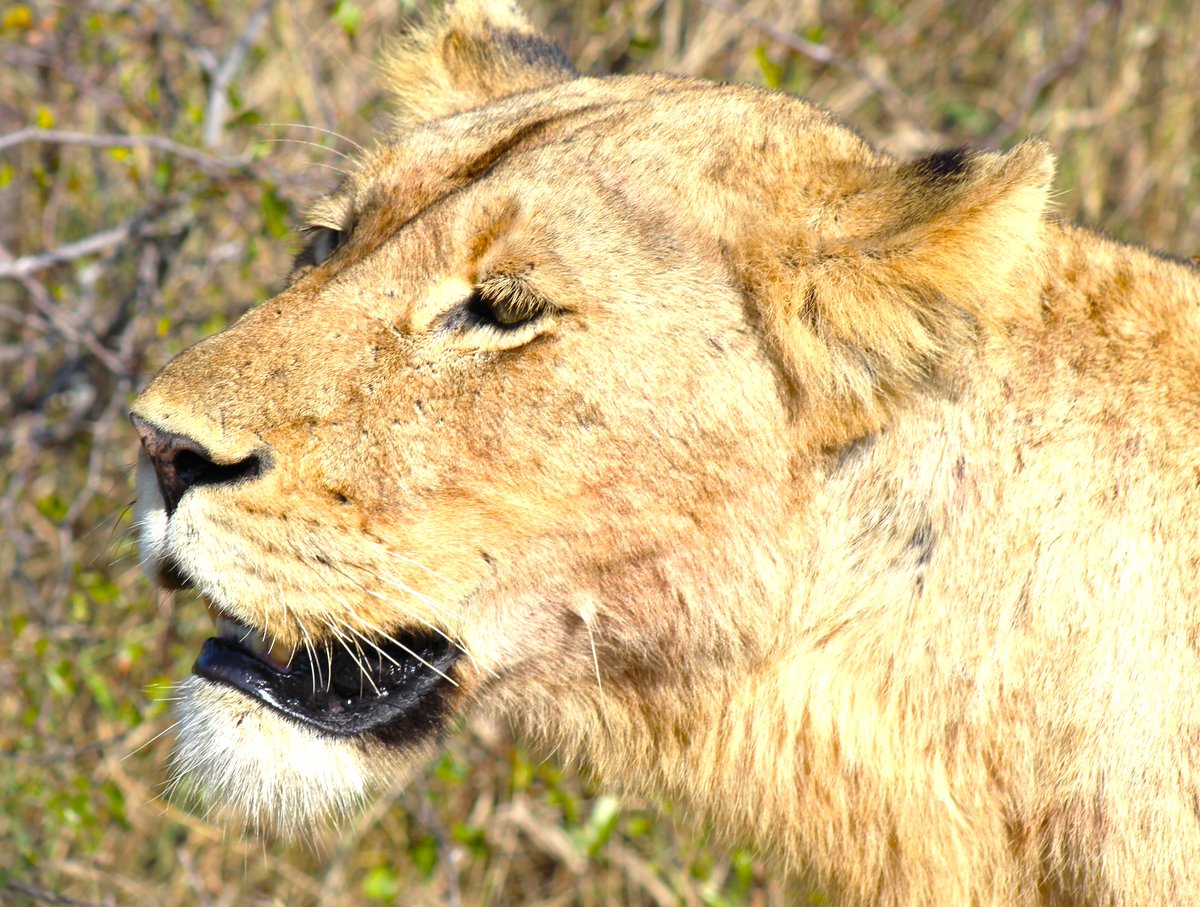 Who doesn't love some up close lion sightings 🦁🌄Book your Kruger Safari now so you can have this amazing experience!
safariwithus.com/countries/krug…