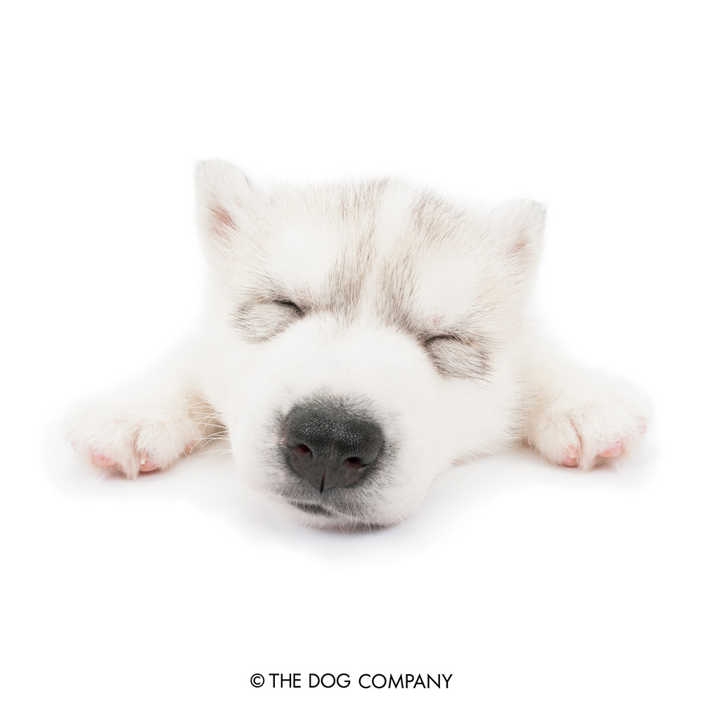 I know I have a very adorable sleeping face! #husky #siberianhusky #huskylovers #huskylove #huskydog #siberianhuskylove #dog #dogstagram #dogsofinstagram #puppy #pet #instadog #doglover #thedog #thedogandfriends