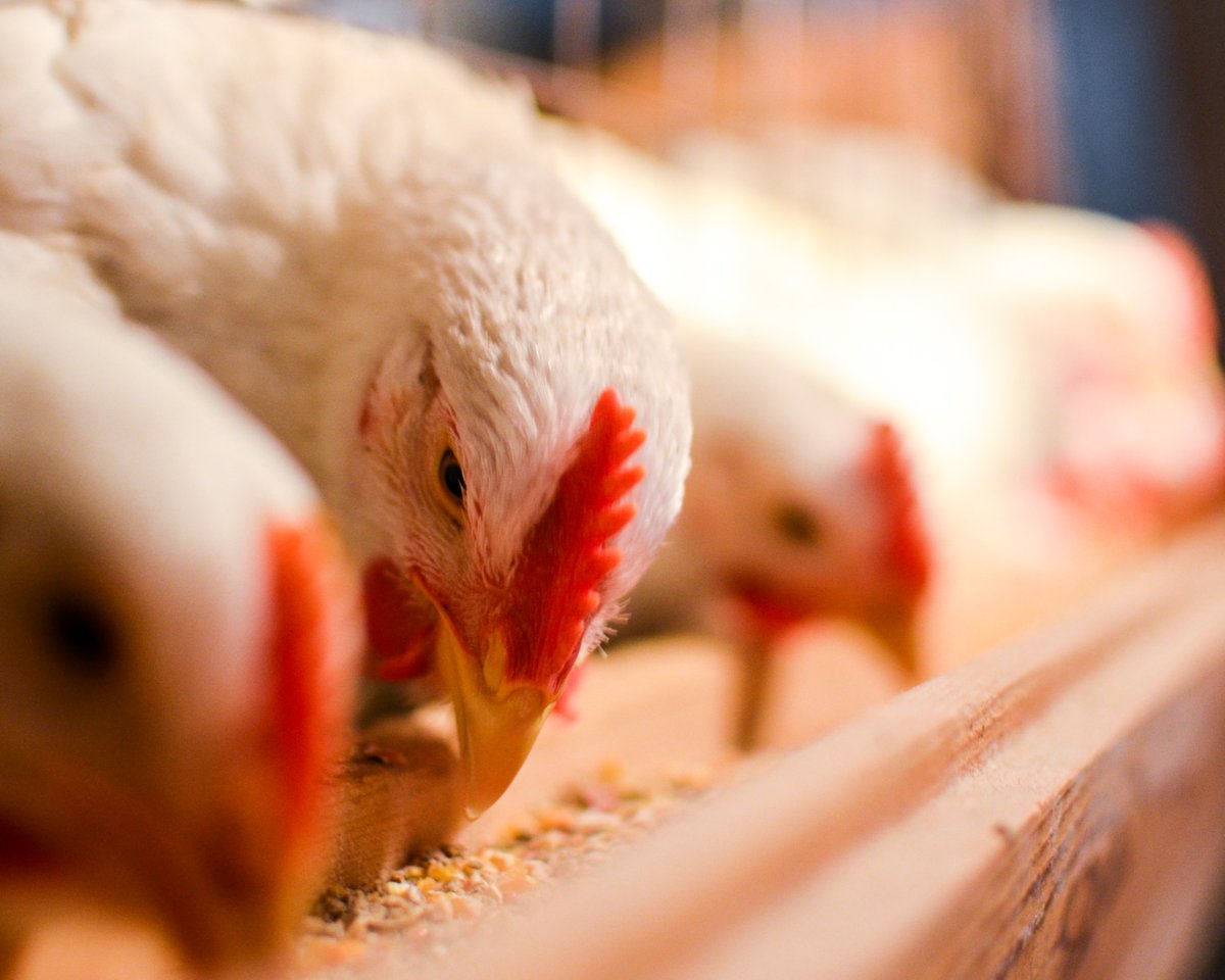 In #Poultry, creatine (the “battery” of the muscle) boosts healthy muscle growth, supports immunity, & enhances fertility! 💡GuanAMINO increases the creatine-level in muscles by 10-20%! 

Maximizing margins + performance: guanamino.evonik.com 
#AnimalNutrition #PoultryFarming