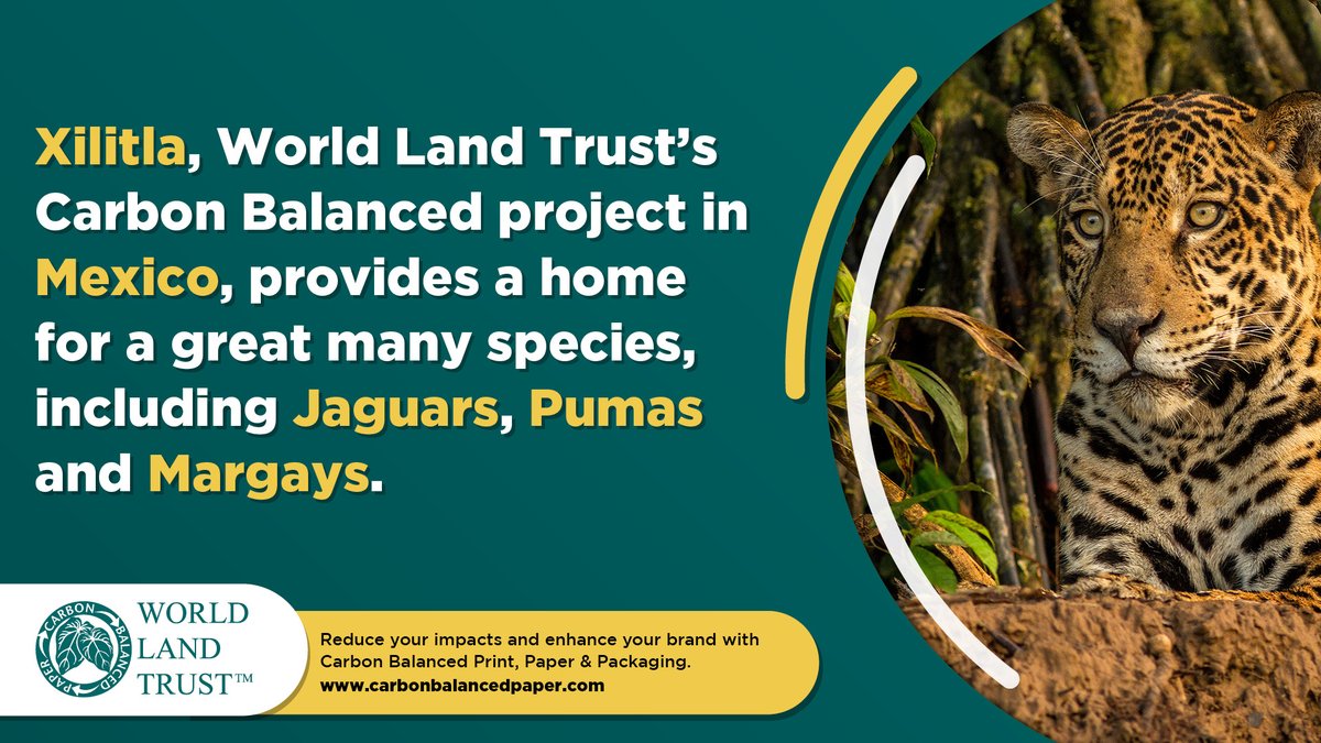 CarbonBalanced's tweet image. Businesses choosing #CarbonBalanced #Print and #Paper can meet the needs of their customers, their own Environmental commitments, and the planet. carbonbalancedpaper.com