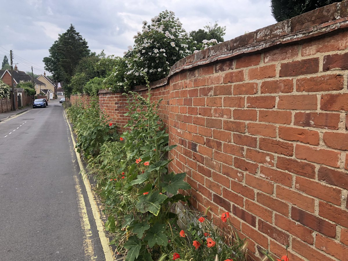 Wildlife flourishing around a traditional wavy (crinkle-crankle) wall in Sudbury, Suffolk. <a href="/OxRBL/">OxRBL</a> <a href="/MACoombes/">Martin A Coombes</a> #wallplants #HeritageAsHabitat