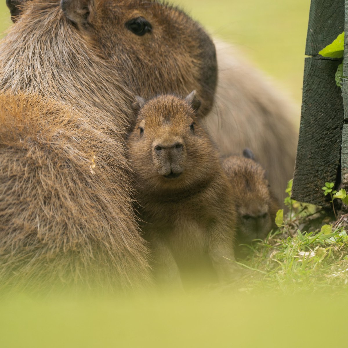 Baby capybara update - still cute!😍

#capybara #wildlife #animals #cuteanimals