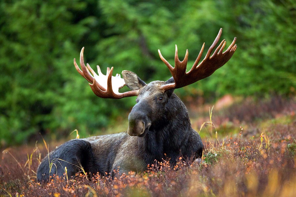 1/10 In the 1930s, the Soviet Union launched a curious project to domesticate wild moose to support the Red Army in battles. They were trained to act as cavalry and to pull sledges in the snow, while their antlers were to be used as machine-gun sights.