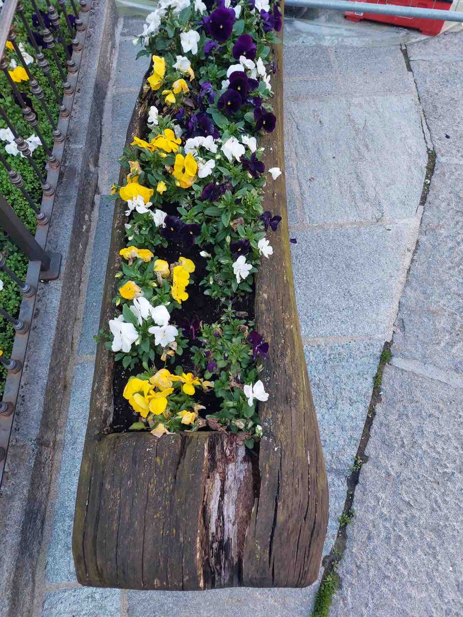 CValtournenche's tweet photo. Da lunedì 18 giugno,  l’Amministrazione sostiturà i fiori negli spazi pubblici. Le viole attualmente presenti in aiuole e tronchi sono a disposizionedi chi le volesse prendere. https://t.co/mhWQhcxOWy